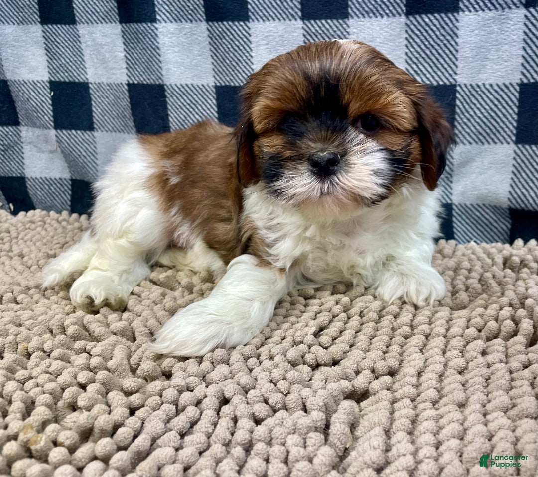 Shih Tzu dogs for sale: Mike - Ad 5