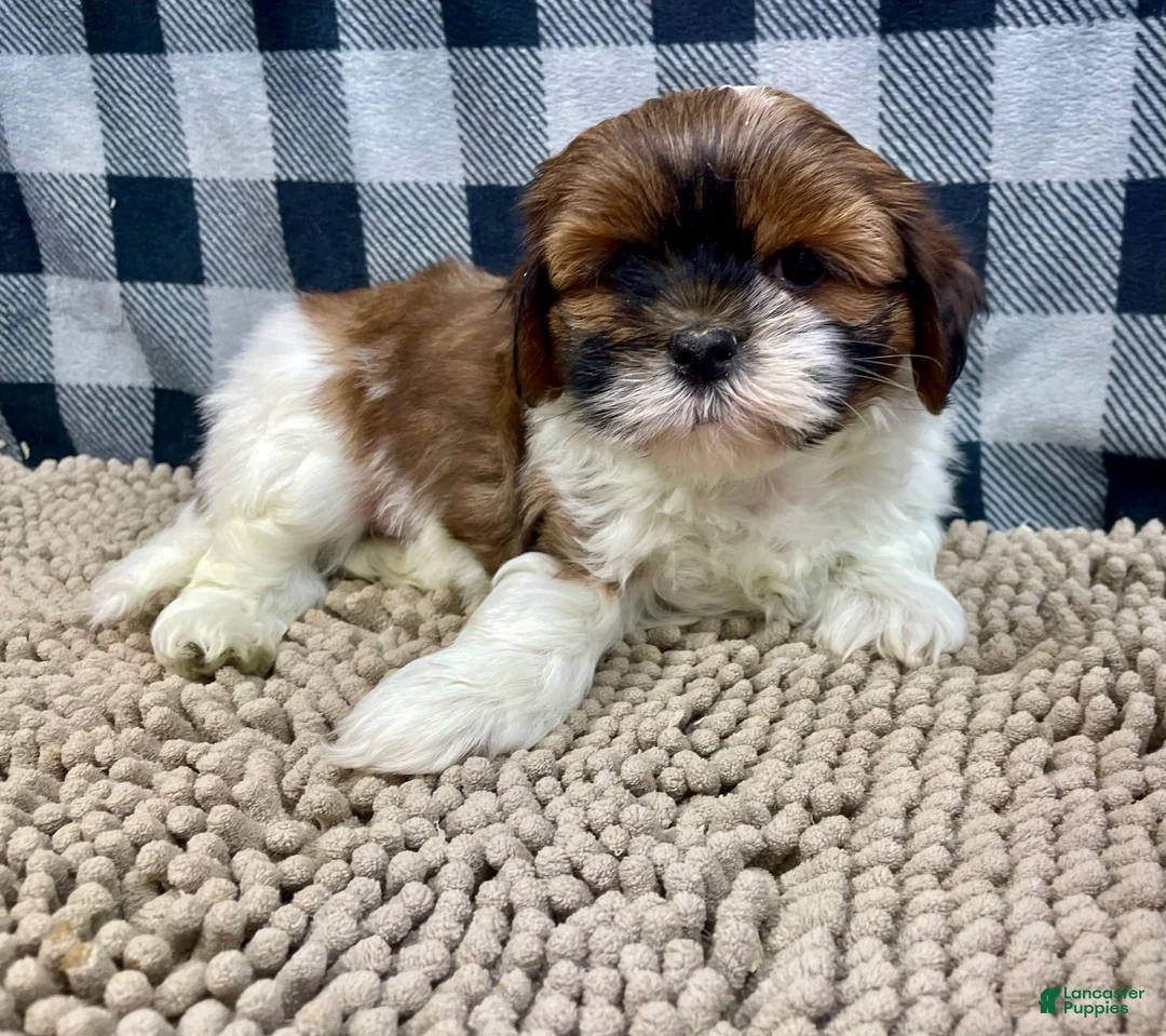 Shih Tzu dogs for sale: Mike - Ad 5