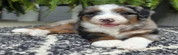 Mini Bernedoodle dogs for sale: Mini Tank - Ad 16