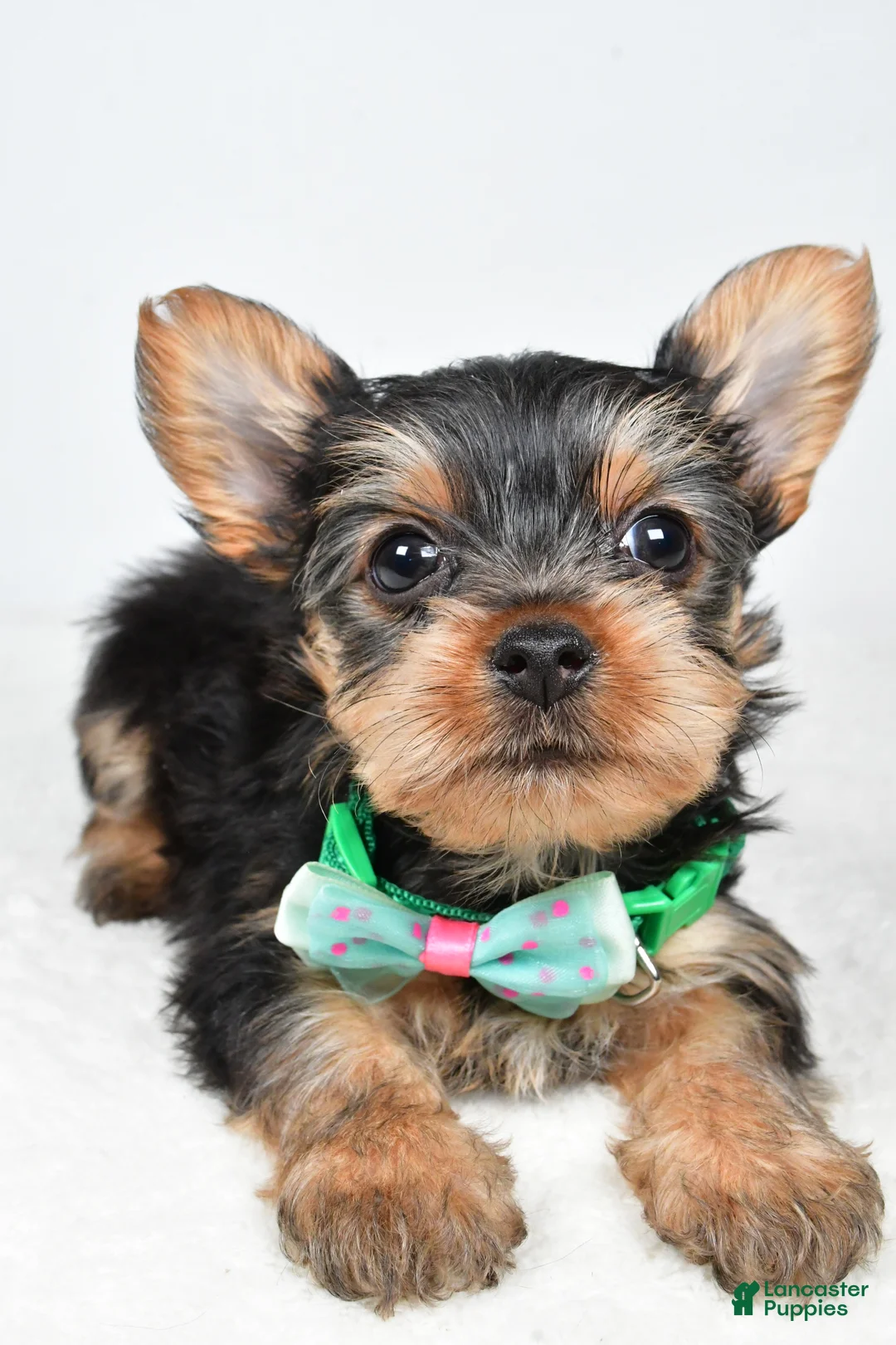 Yorkshire Terrier dogs for sale: Theo - Ad 4