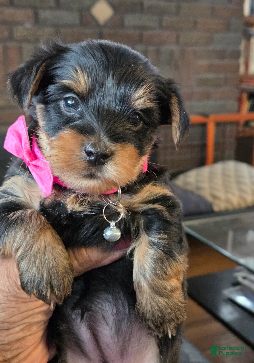 Yorkshire Terrier dogs for sale: Yoshi - Ad 2