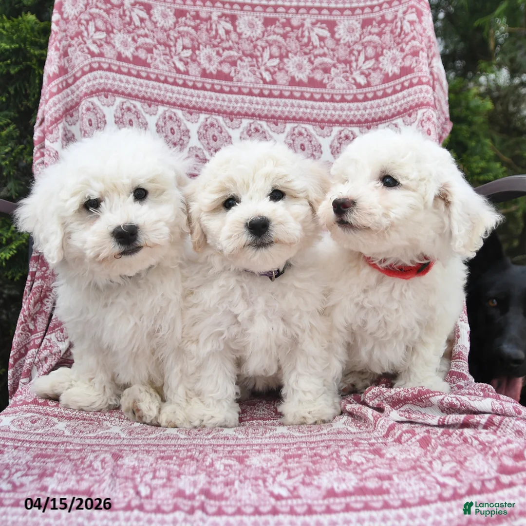 Bichon Frise dogs for sale: Nova - Ad 3