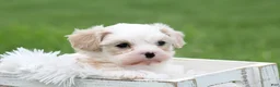 Mixed Breed dogs for sale: Mixed Breed Puppy 1 - Ad 17