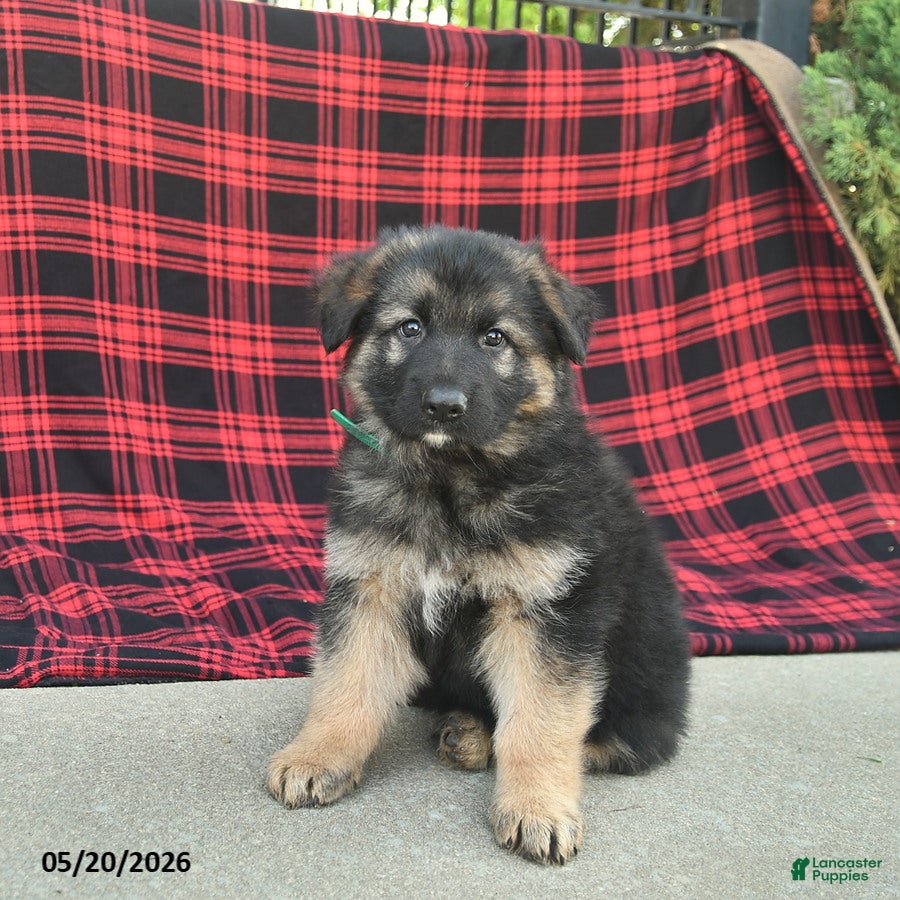 Mixed Breed dogs for sale: Reed  - Ad 3