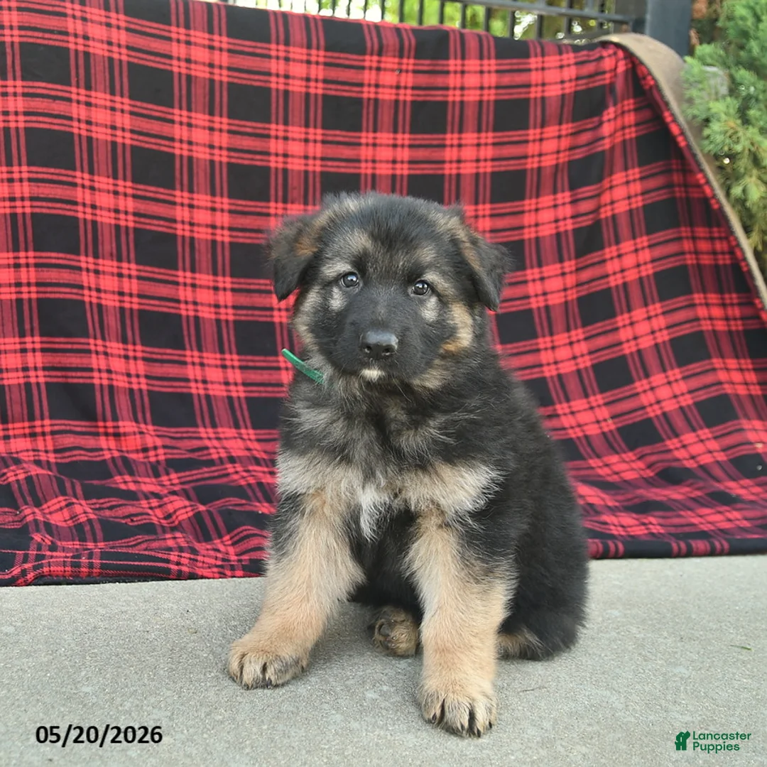 Mixed Breed dogs for sale: Reed  - Ad 1