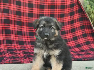 Mixed Breed dogs for sale: Reed - Ad 3