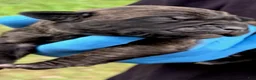 Cane Corso dogs for sale: Zara - Ad 4