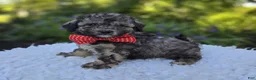 Miniature Poodle dogs for sale: Dan - Ad 3