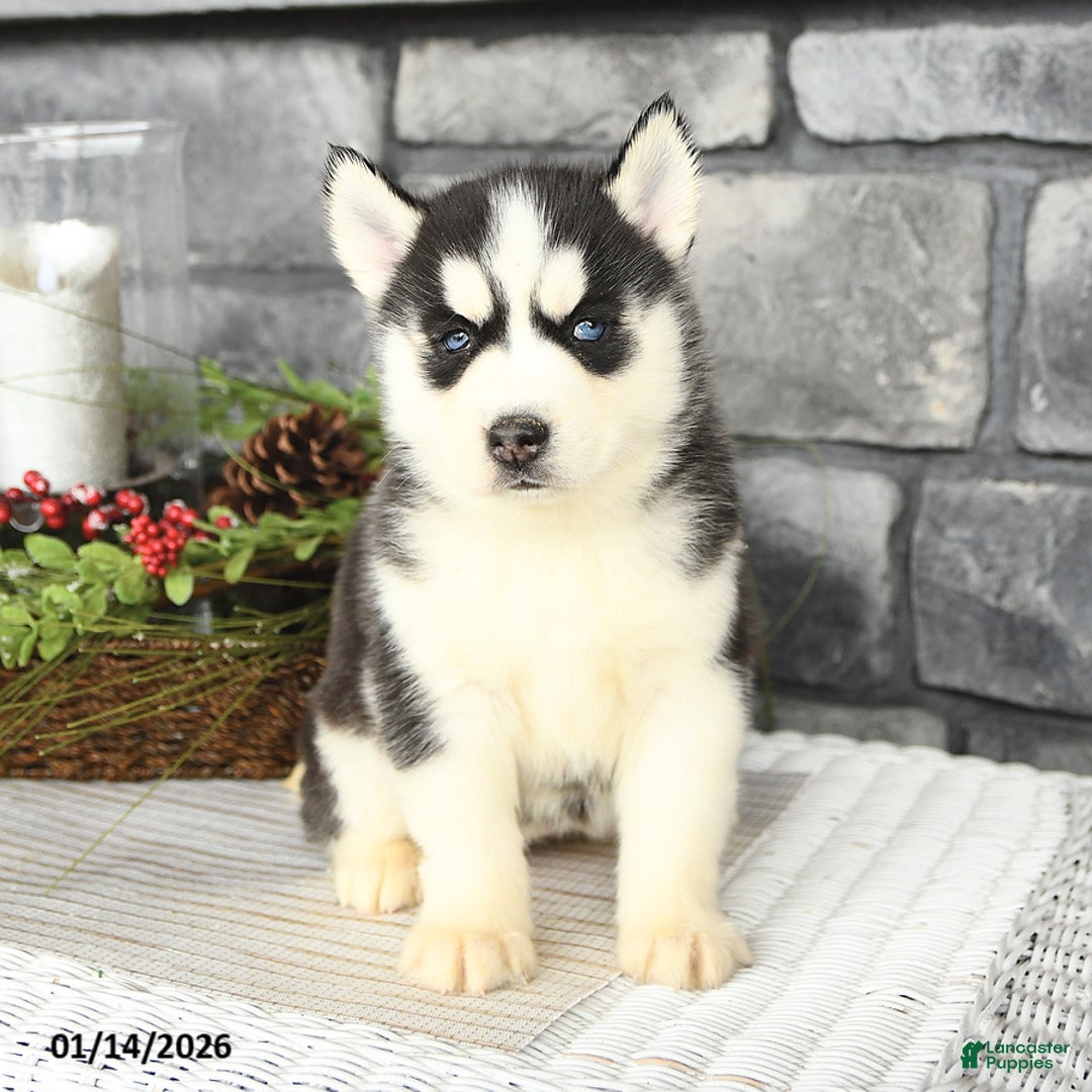 Siberian Husky dogs for sale: Libby - Ad 1