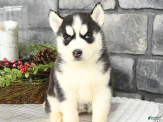Siberian Husky dogs Libby - Ad 28