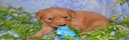 Golden Retriever dogs for sale: Akela - Ad 2