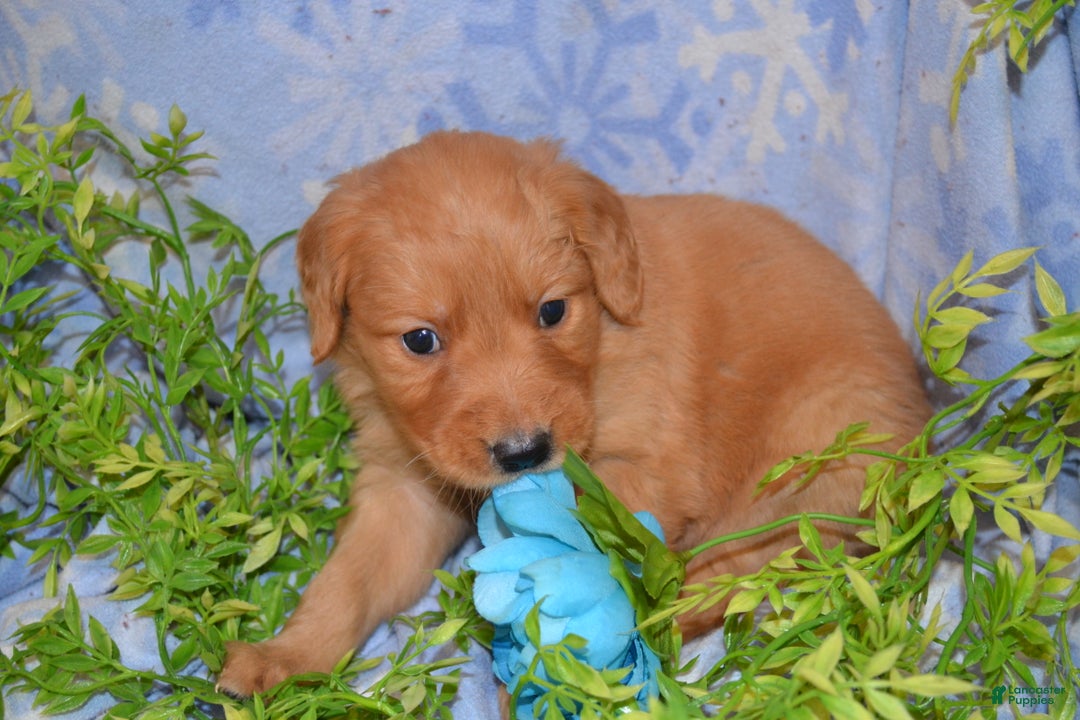 Golden Retriever dogs for sale: Akela - Ad 2