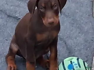 Doberman Pinscher dogs for sale: Doberman Pinscher Puppy 1 - Ad 2