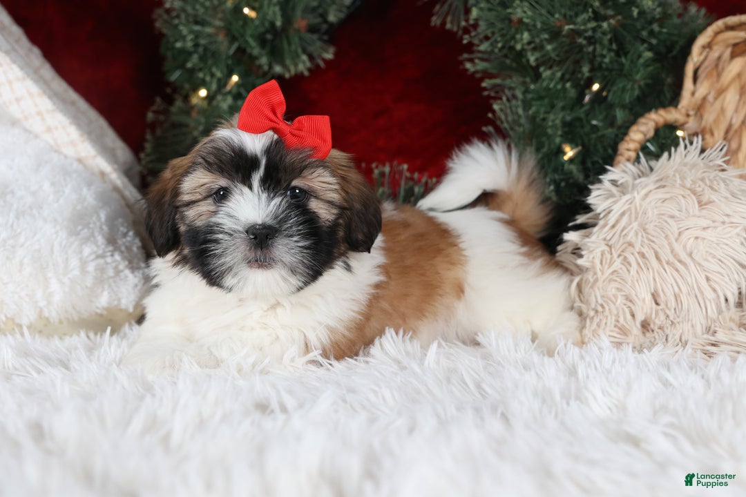 Shih Tzu dogs for sale: Joey - Ad 14