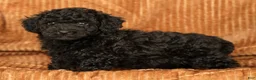 Toy Poodle dogs for sale: Demi - Ad 8