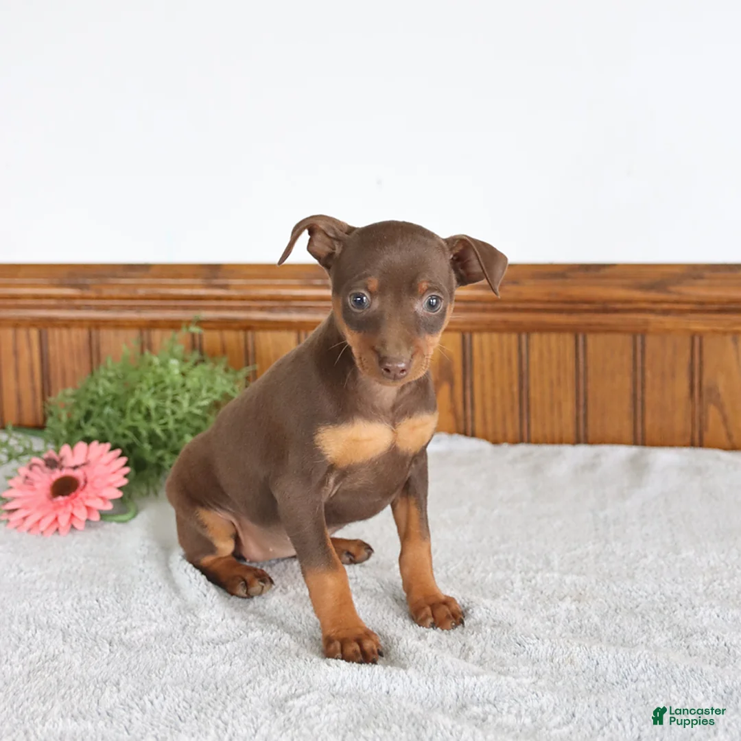 Miniature Pinscher dogs for sale: Jasmine - Ad 3