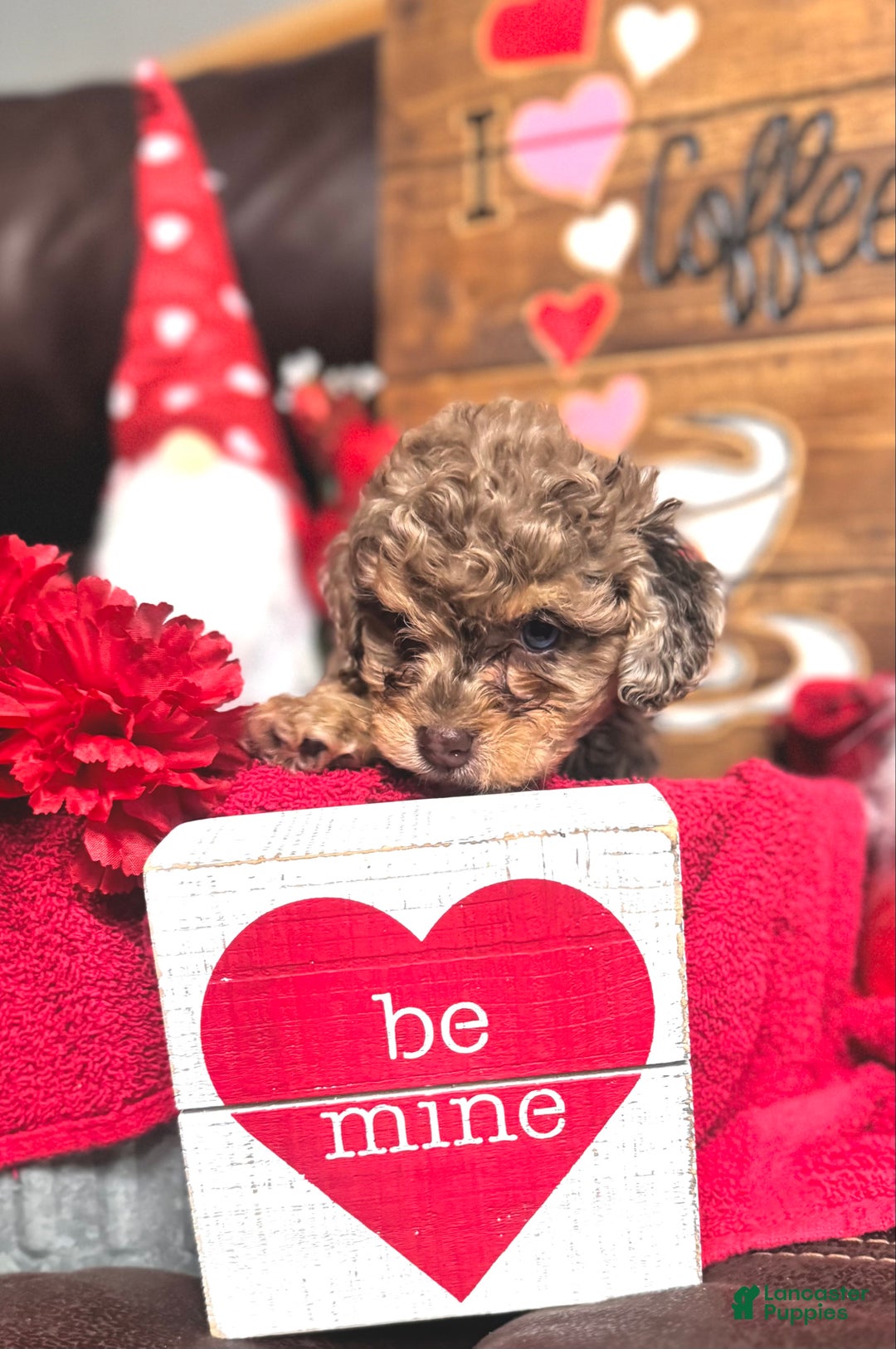 Cockapoo dogs for sale: Princess Ruby  - Ad 2