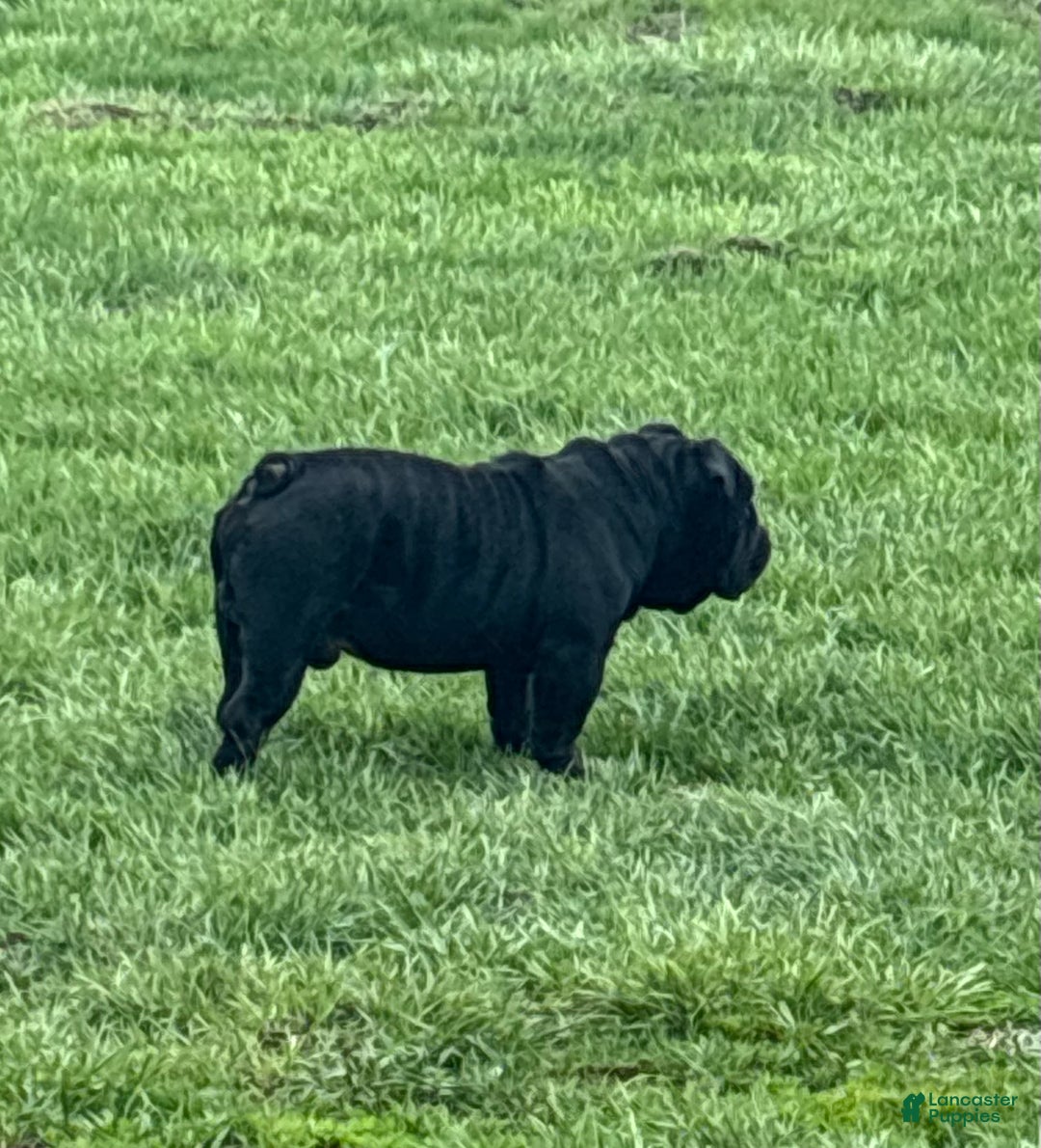 Gallery Image {{count}}