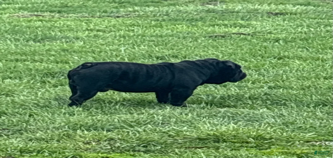 Gallery Image {{count}}