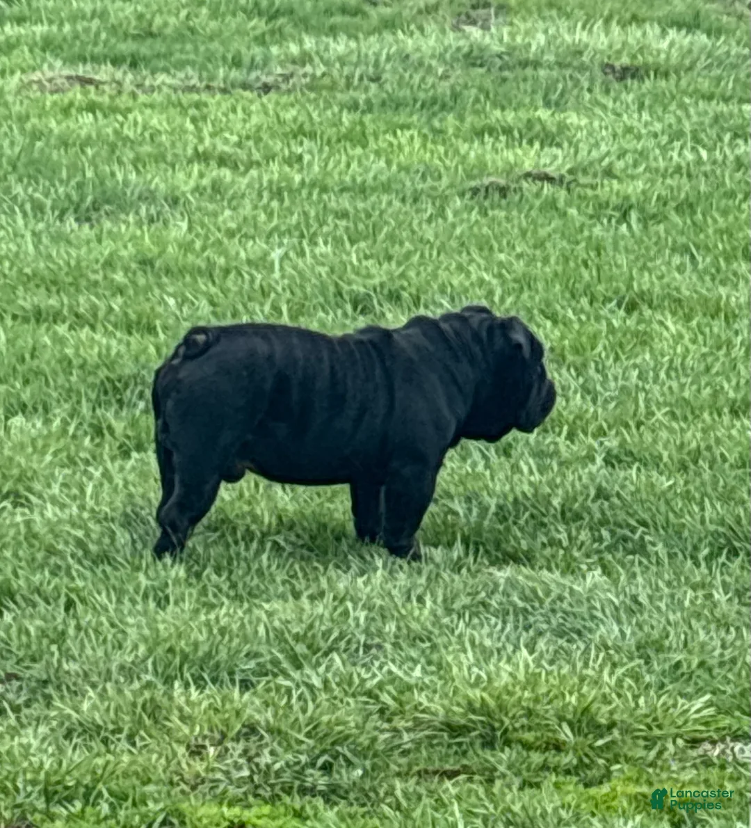 Gallery Image {{count}}