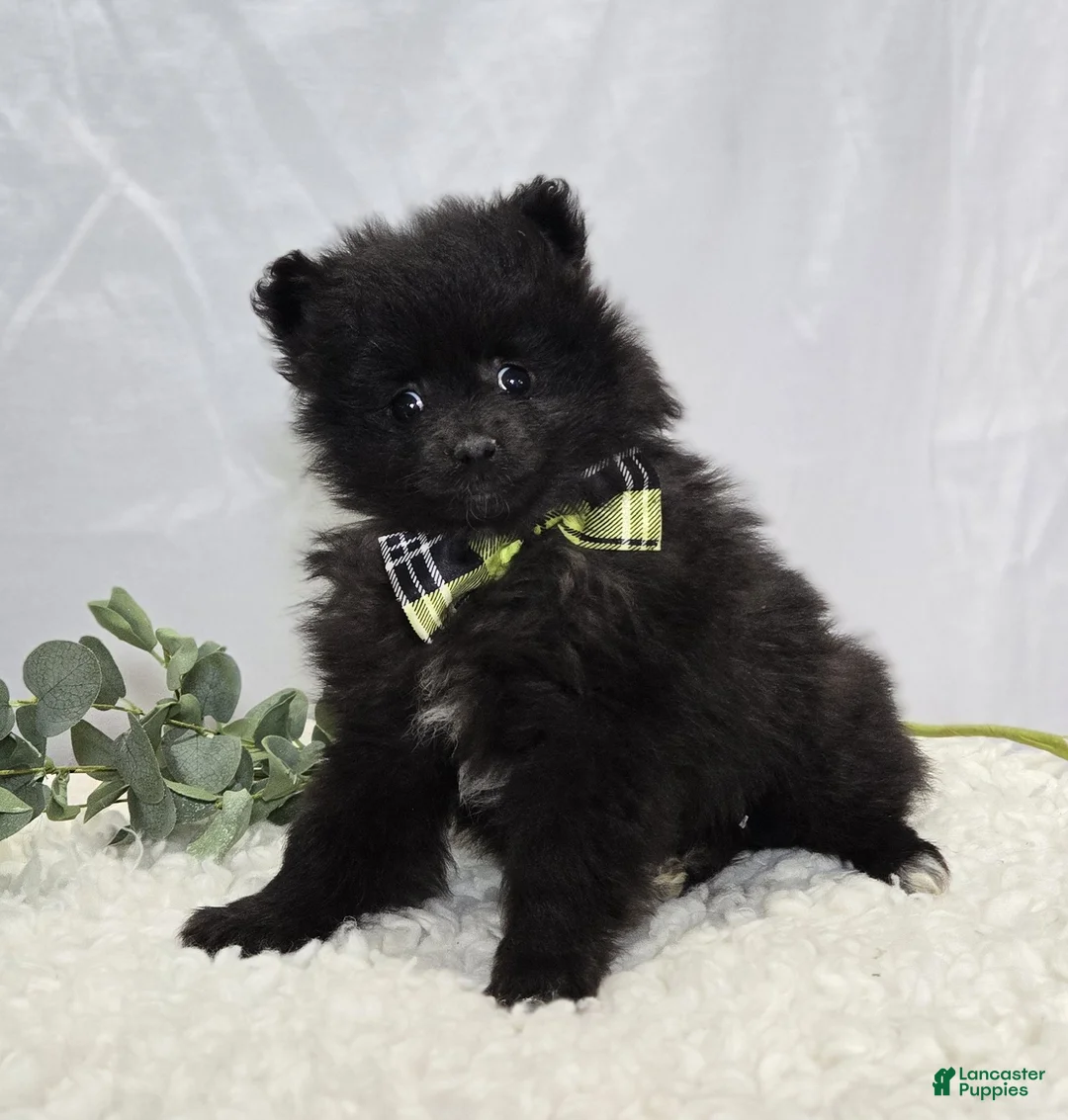 Pomeranian dogs for sale: Buddy - Ad 1