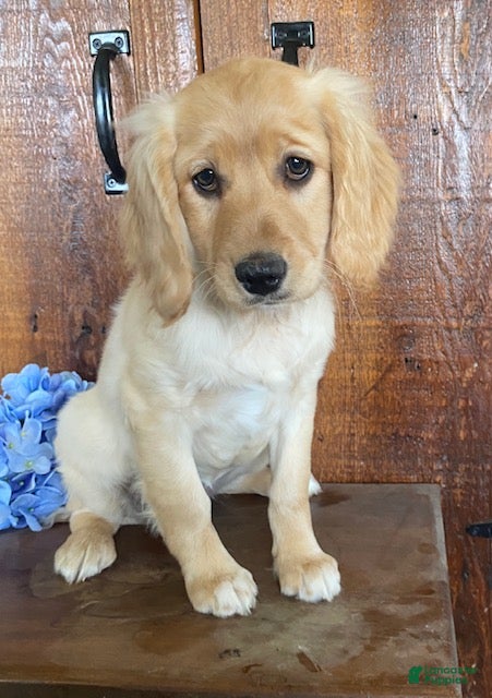 Mini Goldendoodle dogs Lady - Ad 1