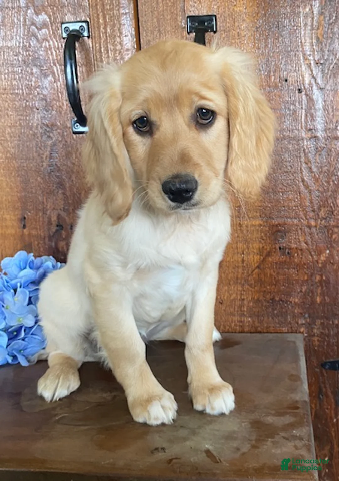 Mini Goldendoodle dogs for sale: Lady - Ad 1