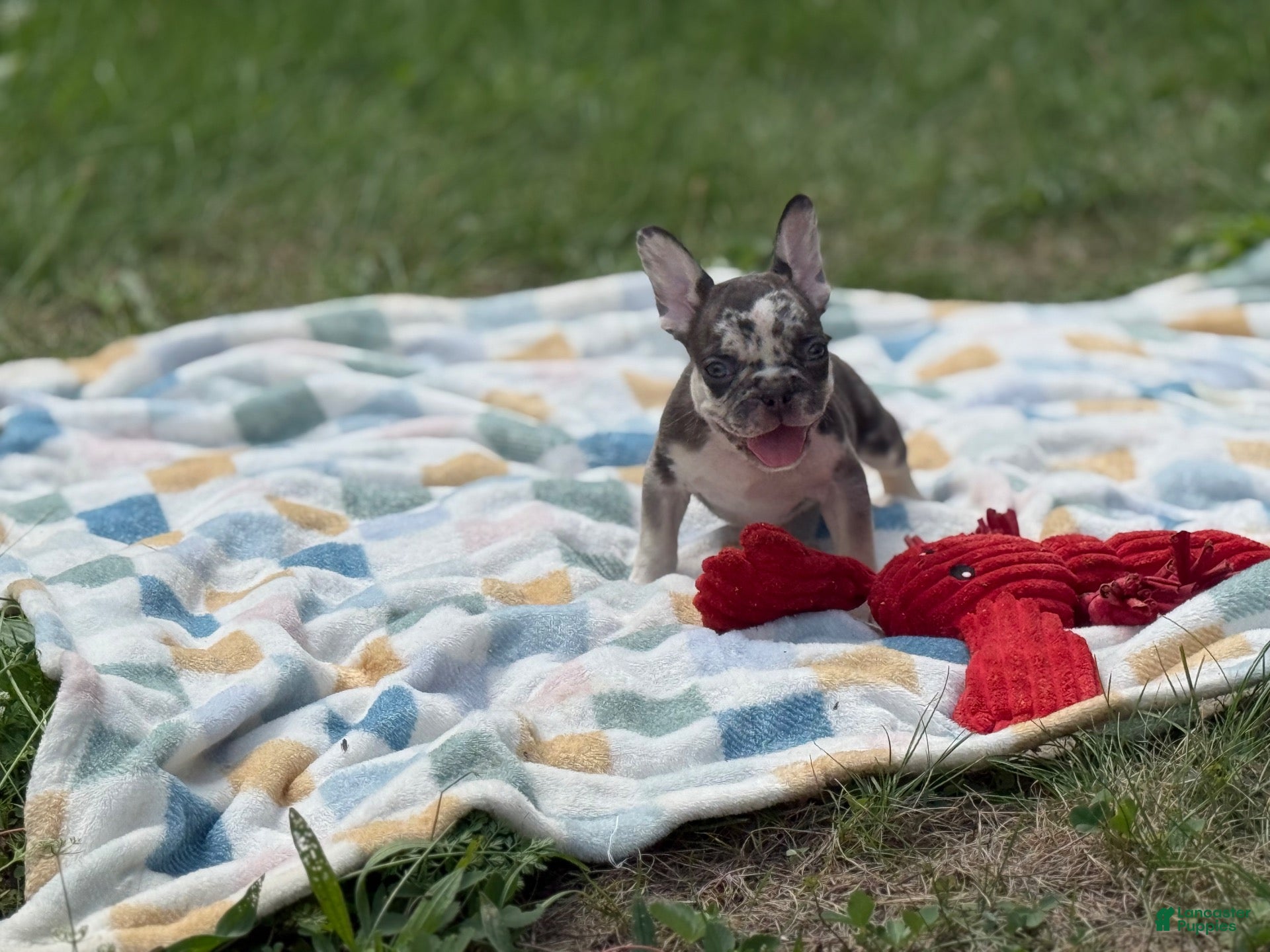 French Bulldog dogs Versace - Ad 10