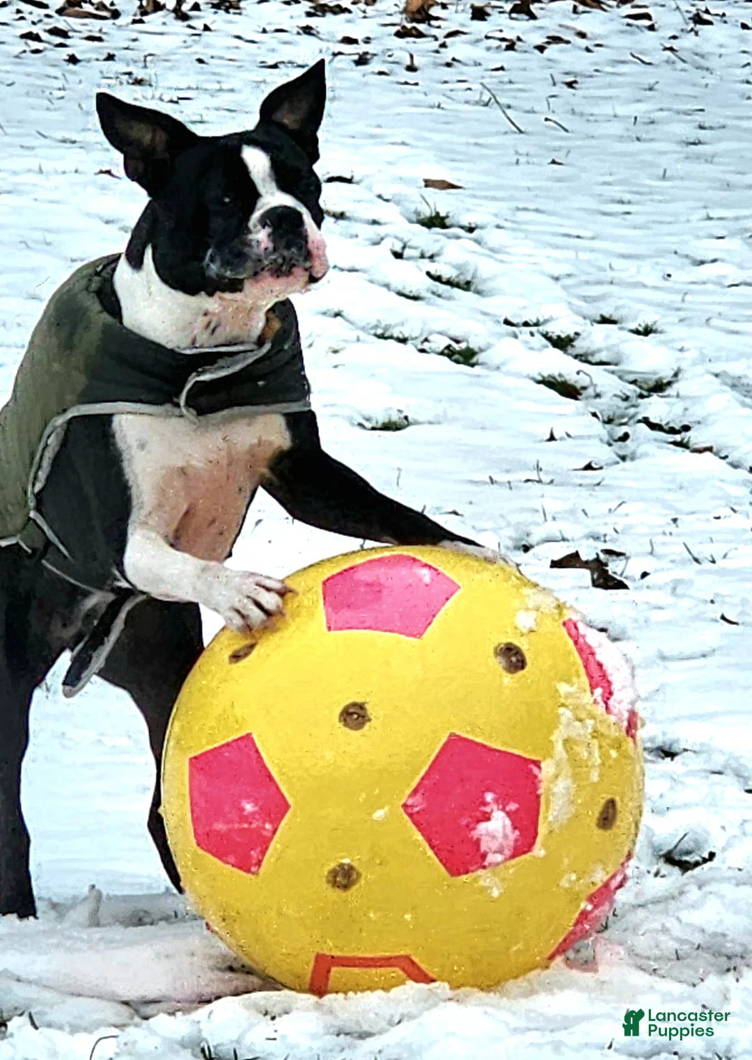 Boston Terrier dogs for sale: Jet - Ad 4