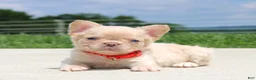 French Bulldog dogs for sale: Fido - Ad 1