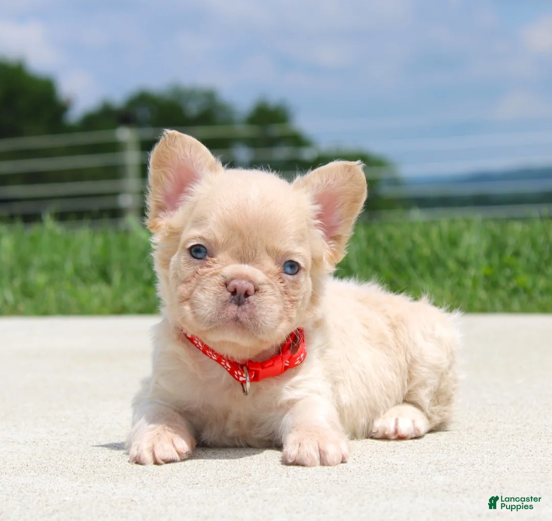 French Bulldog dogs for sale: Fido - Ad 1