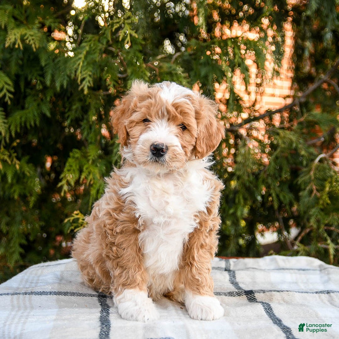 Mini Bernedoodle dogs for sale: Ace - Ad 1