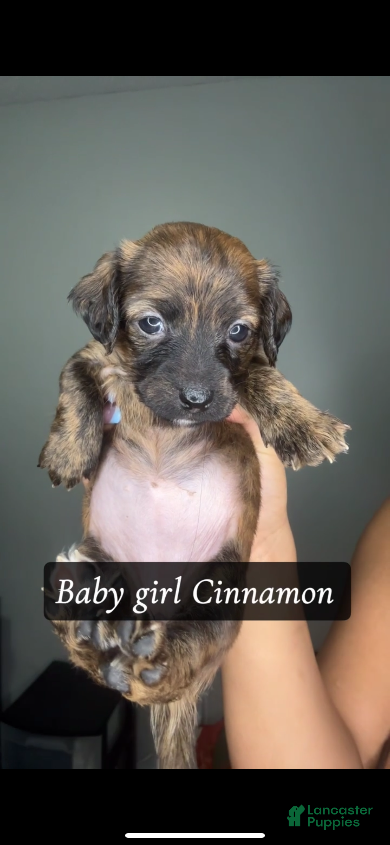 Mixed Breed dogs Cinnamon  - Ad 30