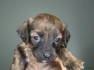 Mixed Breed dogs Cinnamon - Ad 37