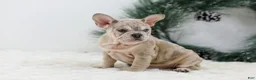 French Bulldog dogs for sale: Major - Ad 7