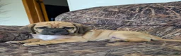 Puggle dogs for sale: Chance  - Ad 17