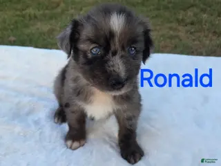 Australian Shepherd dogs Ronald - Ad 36