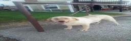 Labrador Retriever dogs for sale: Bonnie - Ad 7