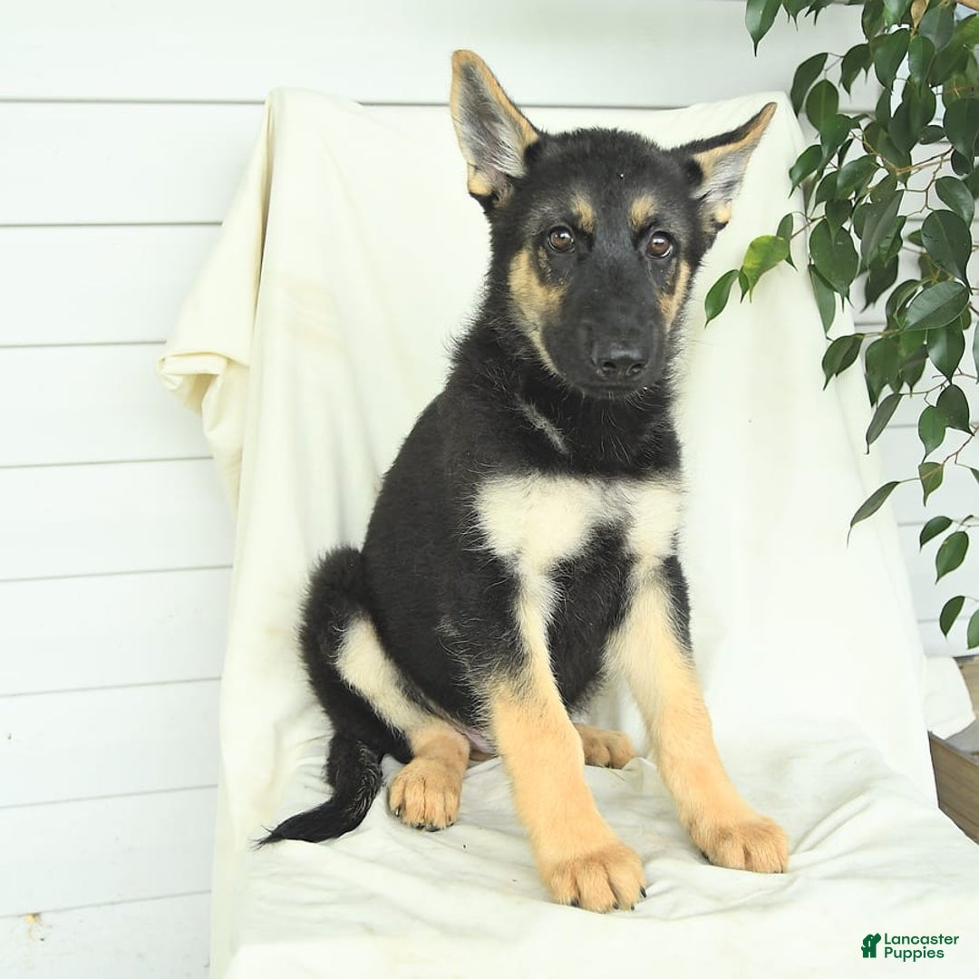 Gerberian Shepsky dogs for sale: Moonlight - Ad 1