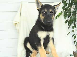 Gerberian Shepsky dogs Moonlight - Ad 17