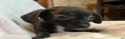 Chiweenie dogs for sale: Beatrice - Ad 5