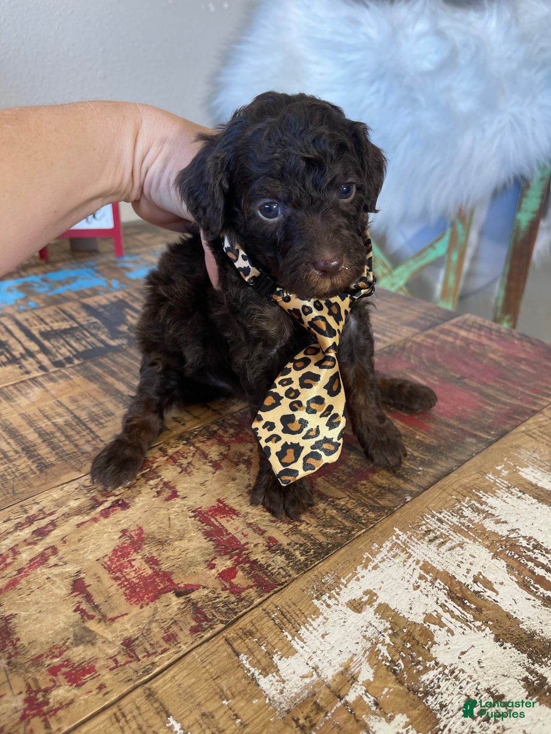 Miniature Poodle dogs for sale: Akc Clear Chocolate Phantom  - Ad 6
