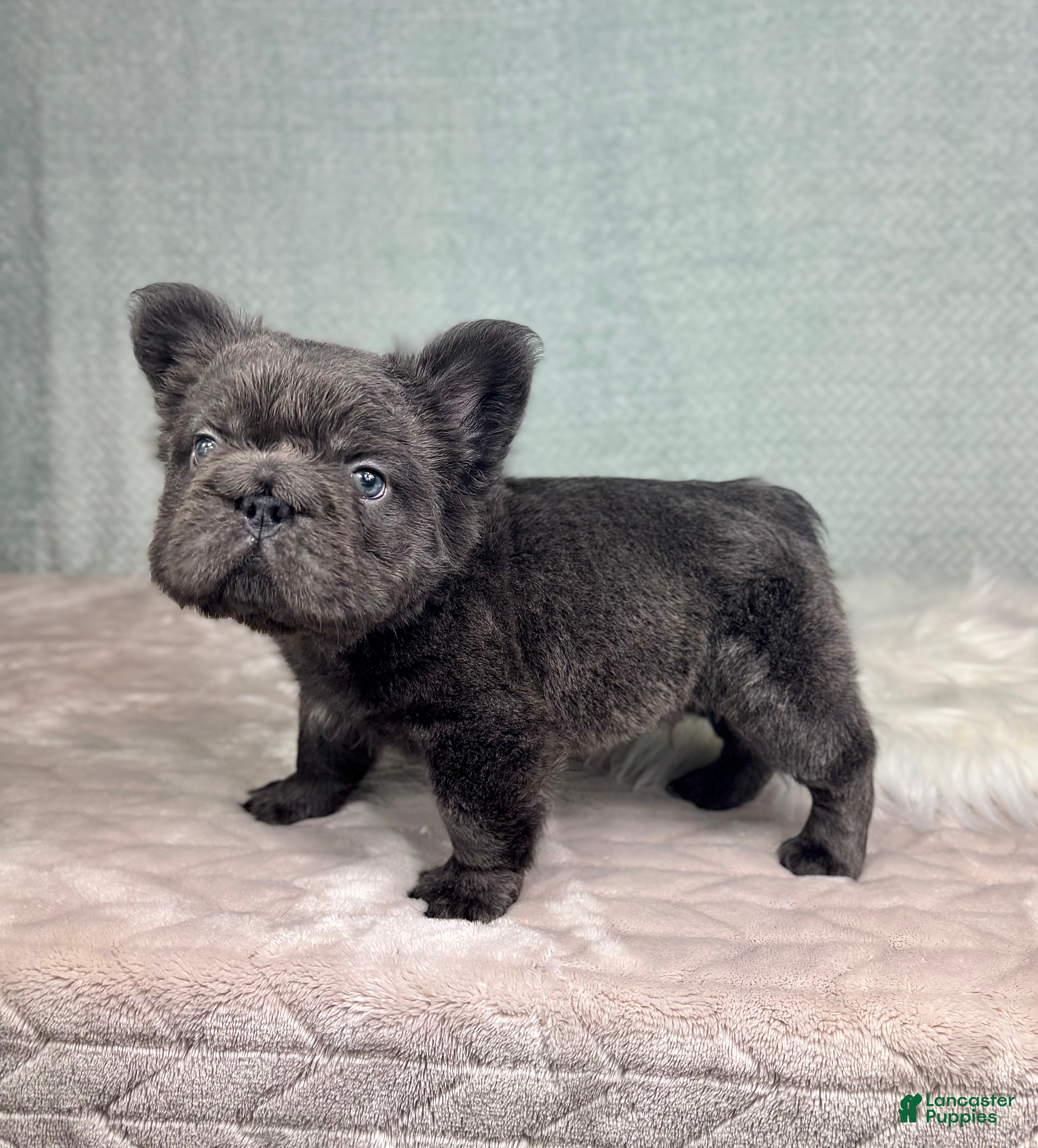 French Bulldog dogs Sonny - Ad 39