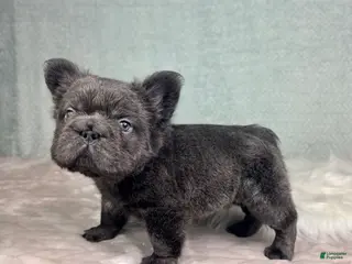 French Bulldog dogs Sonny - Ad 40