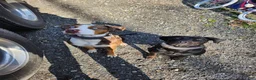 Catahoula Leopard Dog dogs for sale: Glory - Ad 3