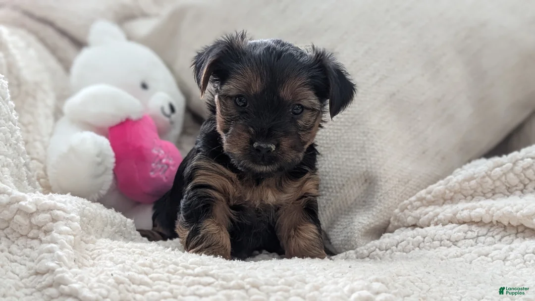 Yorkshire Terrier dogs for sale: Ariel - Ad 5
