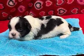 Shih Tzu dogs Harvey - Ad 15