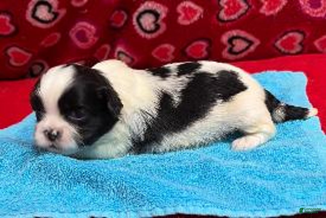 Shih Tzu dogs for sale: Harvey - Ad 1