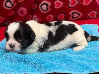 Shih Tzu dogs Harvey - Ad 20