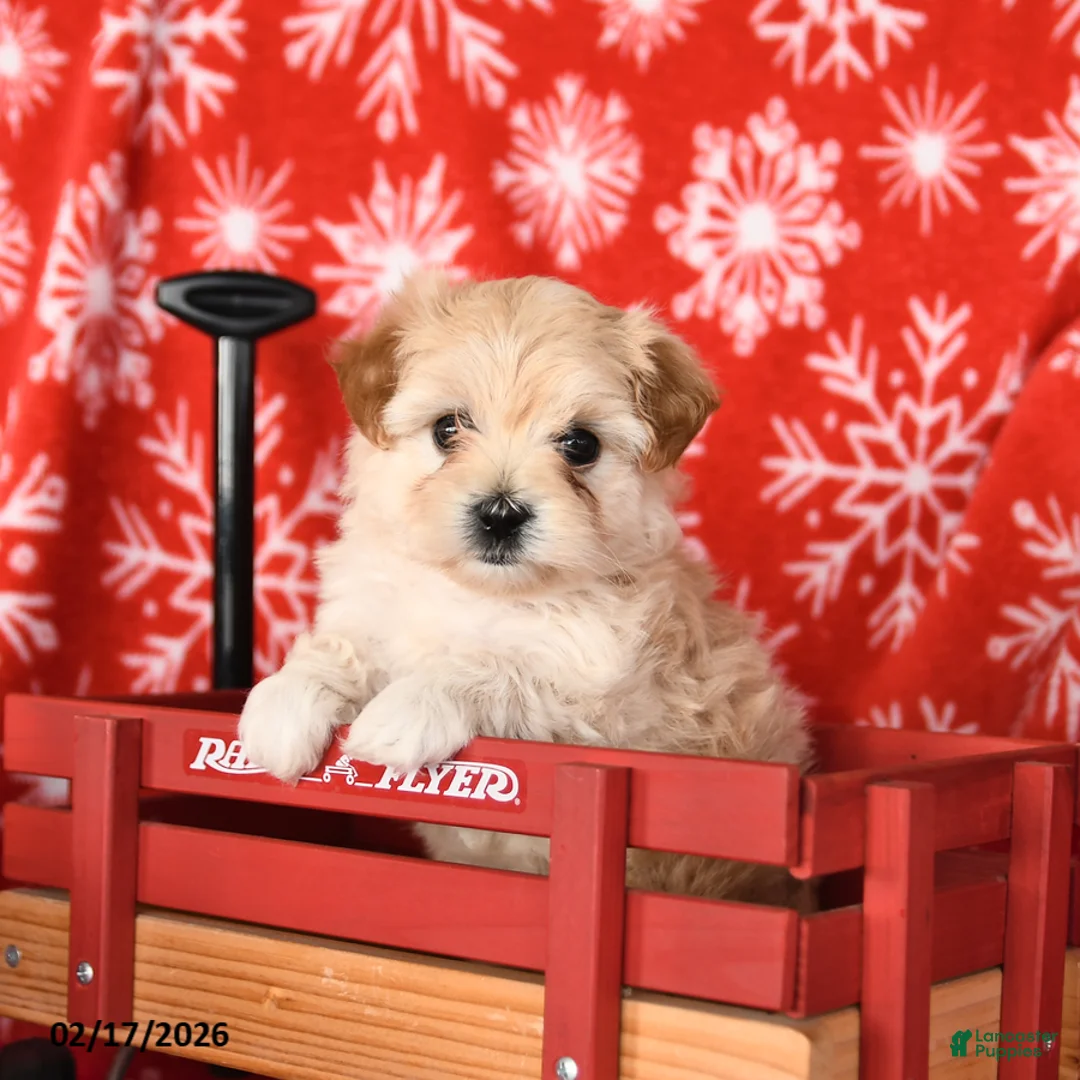 Maltipoo dogs for sale: Fancy - Ad 3